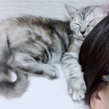 M 様のお迎えした子猫