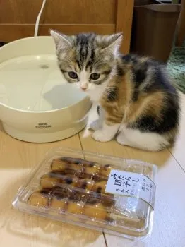 りり 様のお迎えした子猫