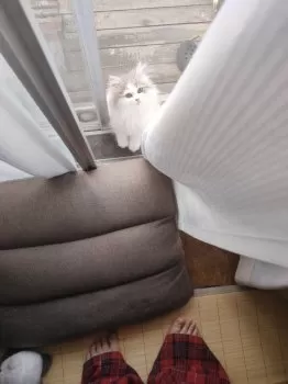 Y.H 様のお迎えした子猫