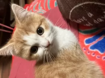 M.N 様のお迎えした子猫