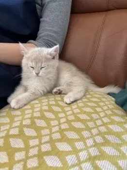 ミノモフ 様のお迎えした子猫