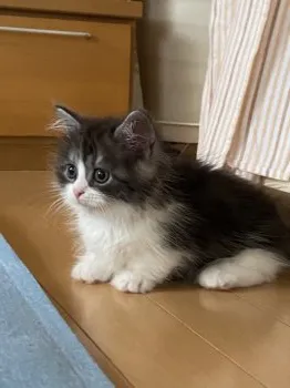 うゆ 様のお迎えした子猫