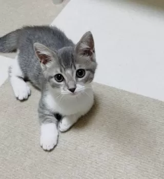 E.H 様のお迎えした子猫