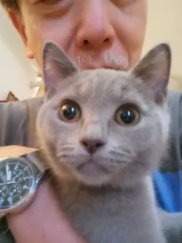 カジヤン 様のお迎えした子猫