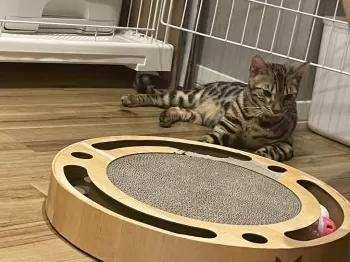 A.S 様のお迎えした子猫