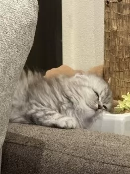 みぃ 様のお迎えした子猫