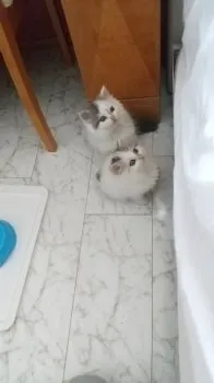 杏 様のお迎えした子猫