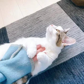 C.E 様のお迎えした子猫