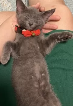 C.Y 様のお迎えした子猫