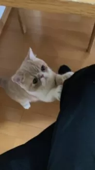 CHIKA 様のお迎えした子猫