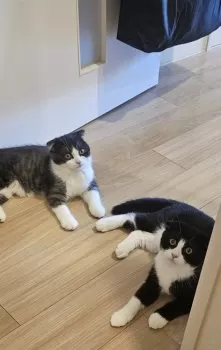 マコツ 様のお迎えした子猫