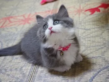 ぼんにゃん 様のお迎えした子猫