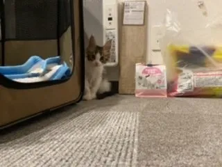 ユーカリ 様のお迎えした子猫