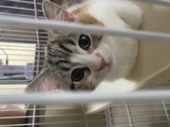 ムク 様のお迎えした子猫