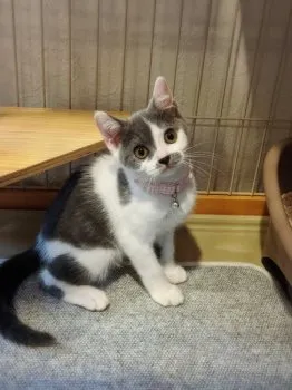 M.T 様のお迎えした子猫
