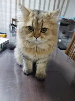 めいちゃん 様のお迎えした子猫