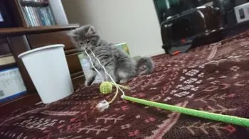 りぼん 様のお迎えした子猫