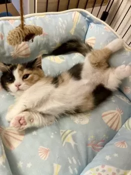 M.Y 様のお迎えした子猫
