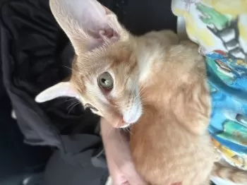ユメコ 様のお迎えした子猫