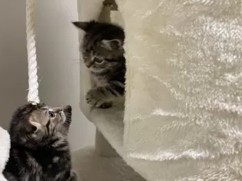 Y.Y 様のお迎えした子猫