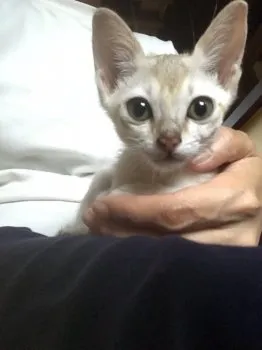 茶々丸のパパ 様のお迎えした子猫