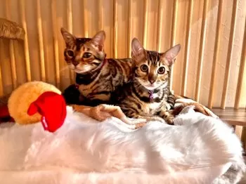 A.K 様のお迎えした子猫