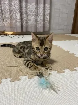 つるみ 様のお迎えした子猫