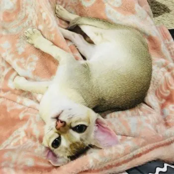 ネージュ 様のお迎えした子猫