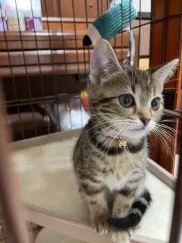 K.N 様のお迎えした子猫