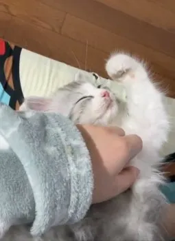 ヨウ 様のお迎えした子猫