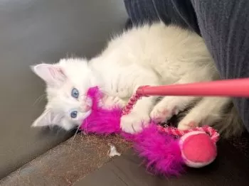 トム 様のお迎えした子猫