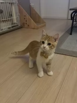 サナ 様のお迎えした子猫
