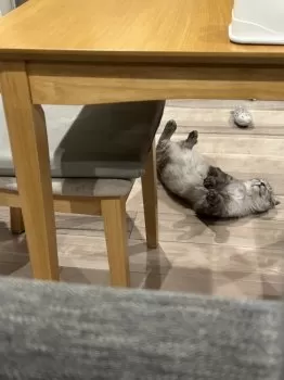 S.I 様のお迎えした子猫