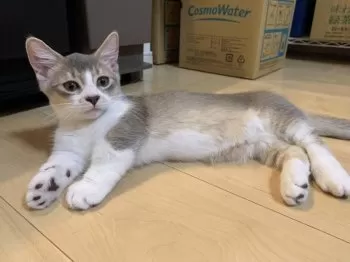s.n 様のお迎えした子猫