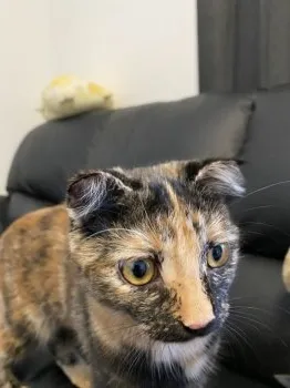 竹原 様のお迎えした子猫