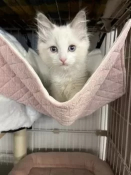 Y.A 様のお迎えした子猫