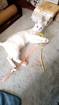 N.I 様のお迎えした子猫