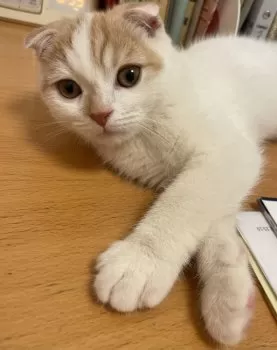 Kattie 様のお迎えした子猫