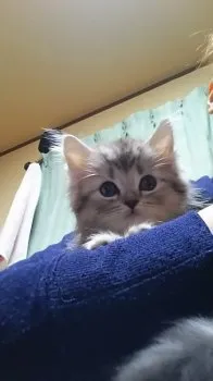 ふうちゃん 様のお迎えした子猫