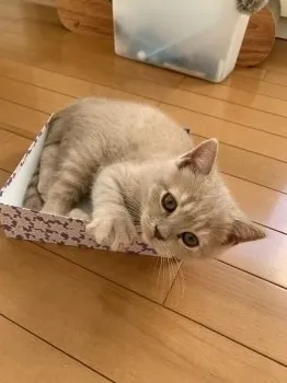 Ｎ 様のお迎えした子猫