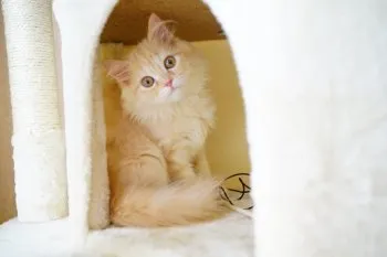 うり 様のお迎えした子猫