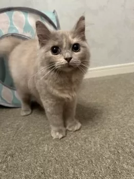あやまる 様のお迎えした子猫