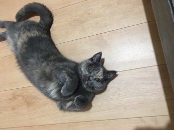 ブリティッシュショートヘアの子猫をお迎えいただいたお客様の声 