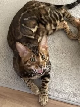 じっぽ 様のお迎えした子猫