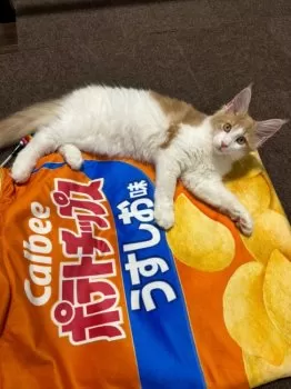 A.Y 様のお迎えした子猫