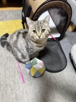 S 様のお迎えした子猫