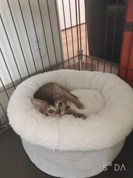 ちぃ 様のお迎えした子猫