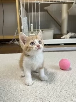 なっちゃん 様のお迎えした子猫