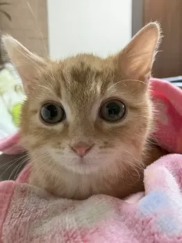 らふママ 様のお迎えした子猫