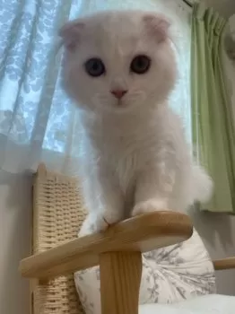 きみか 様のお迎えした子猫